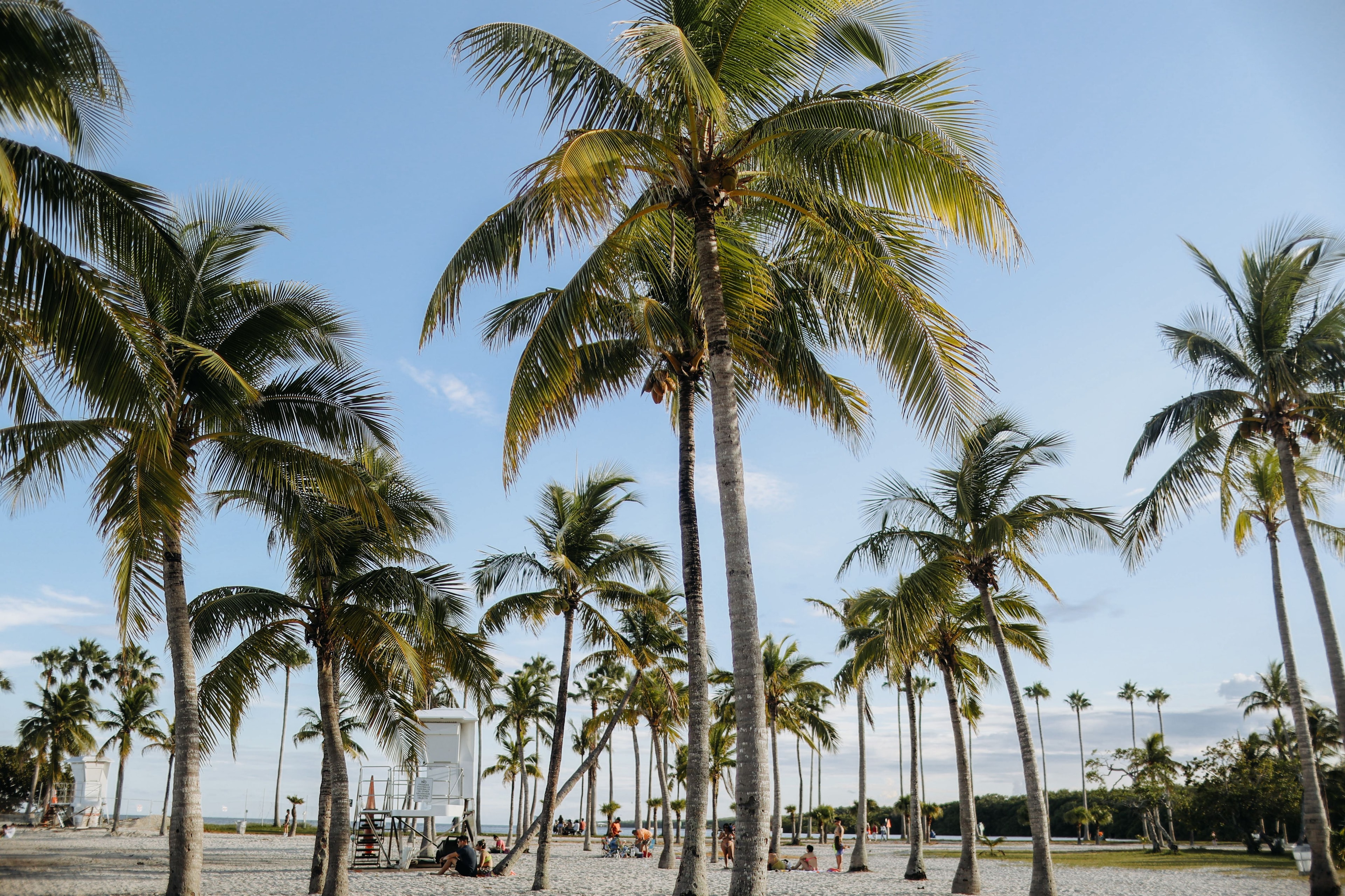 Palm colonnade on a quiet shore — the approach to Richfields